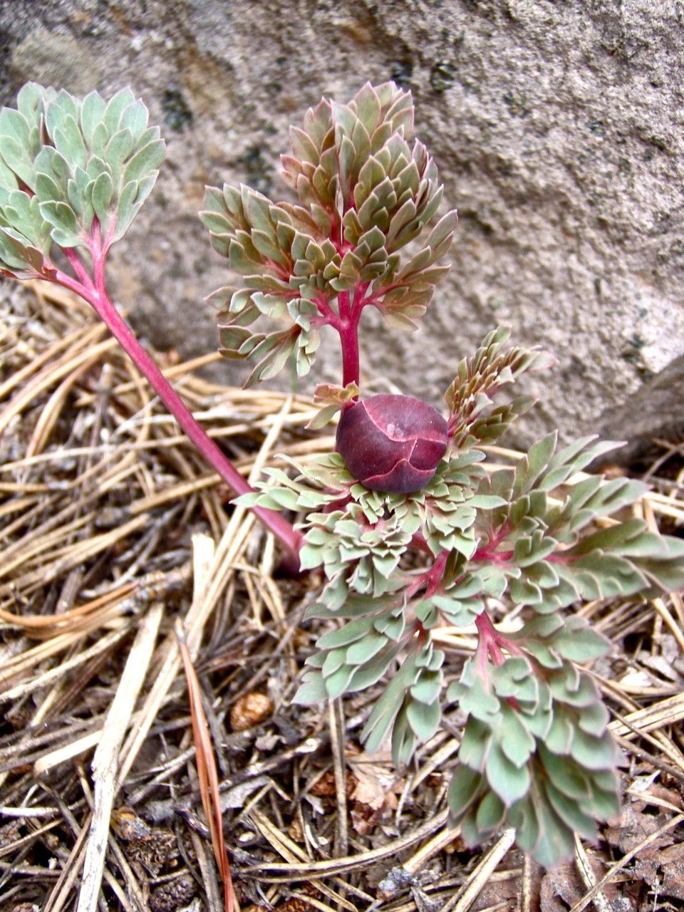 Paeonia brownii habit