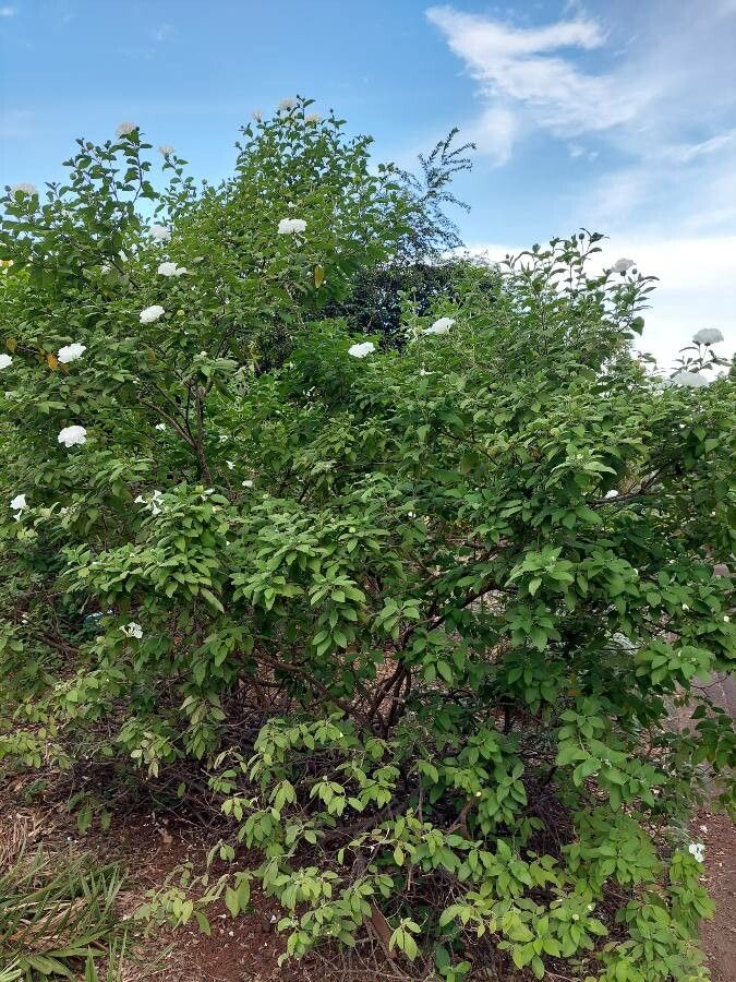 Varronia leucocephala habit
