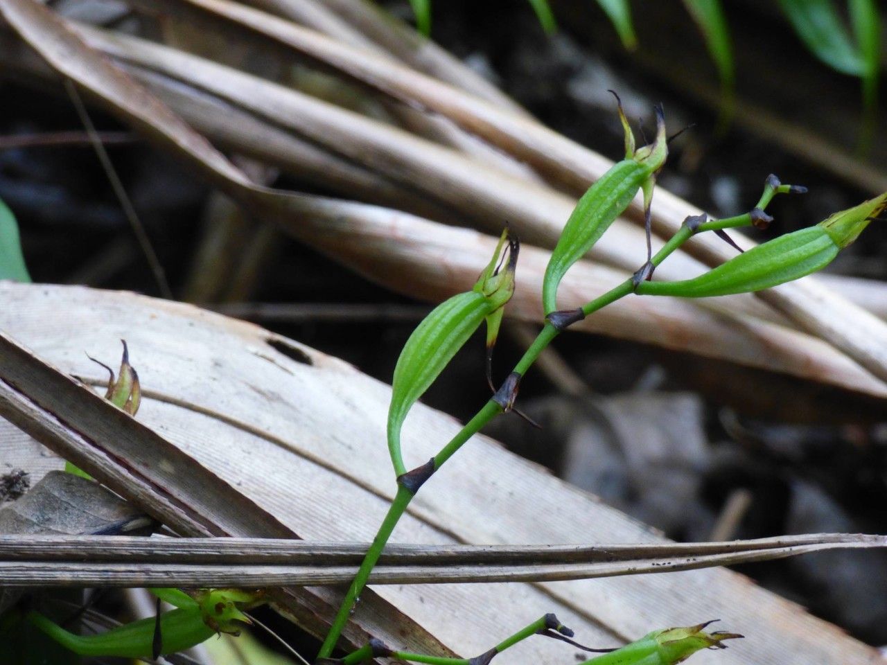 Angraecum calceolus fruit