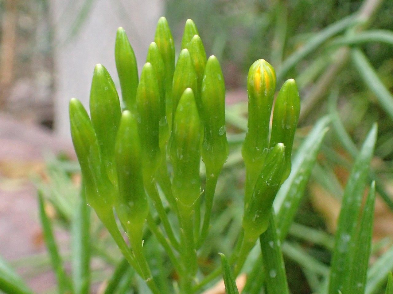 Senecio antandroi fruit