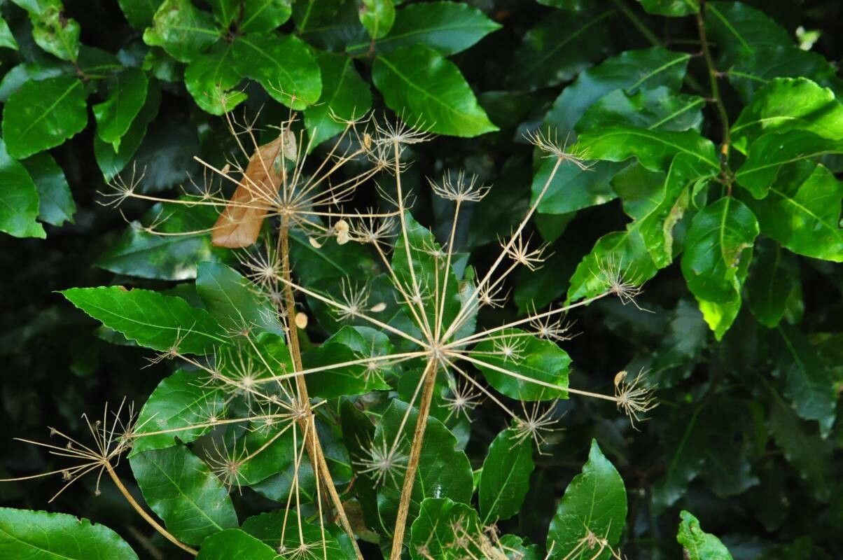 Heracleum lanatum fruit