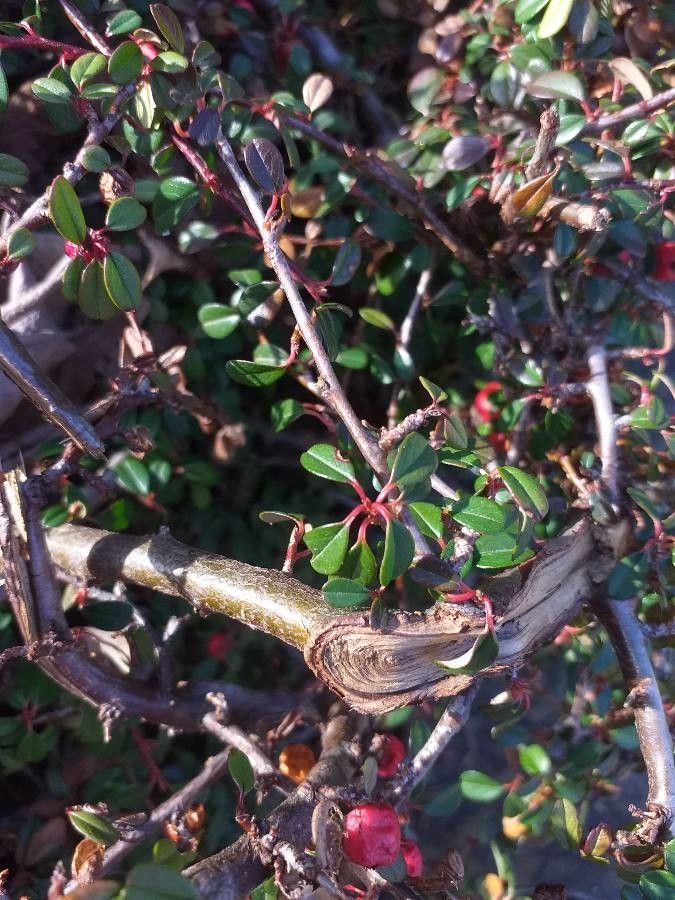 Cotoneaster procumbens bark