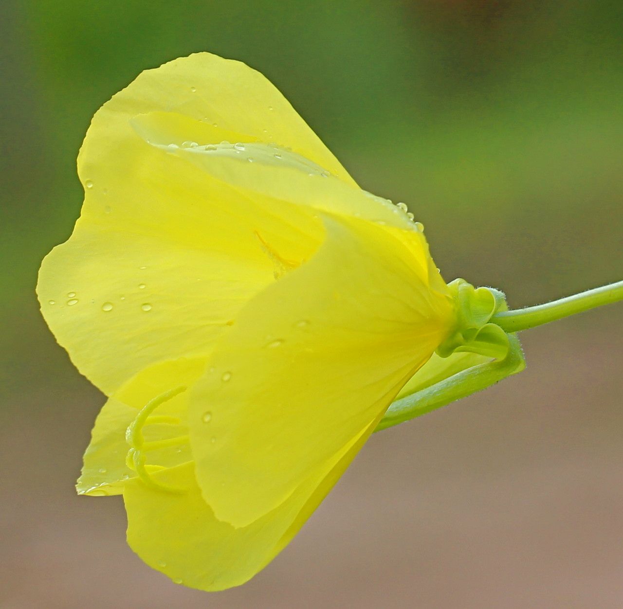 Oenothera oehlkersii flower