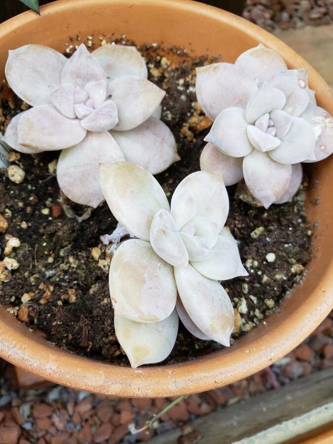 Graptopetalum amethystinum habit
