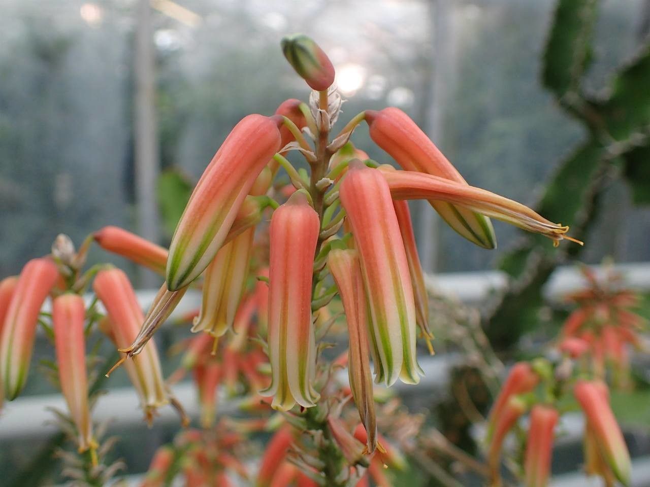 Aloe tomentosa flower