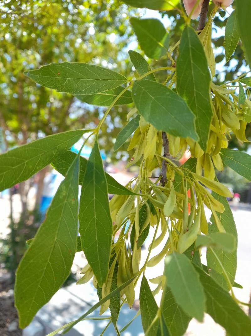 Fraxinus velutina fruit