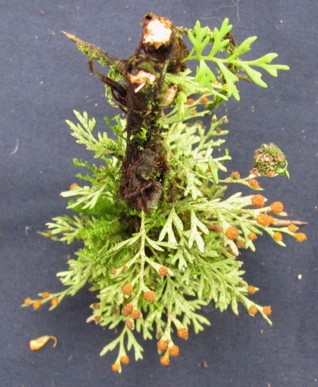 Pleopeltis fallax other