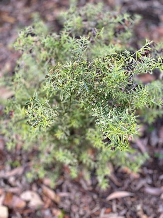 Westringia angustifolia — related species from the same genus