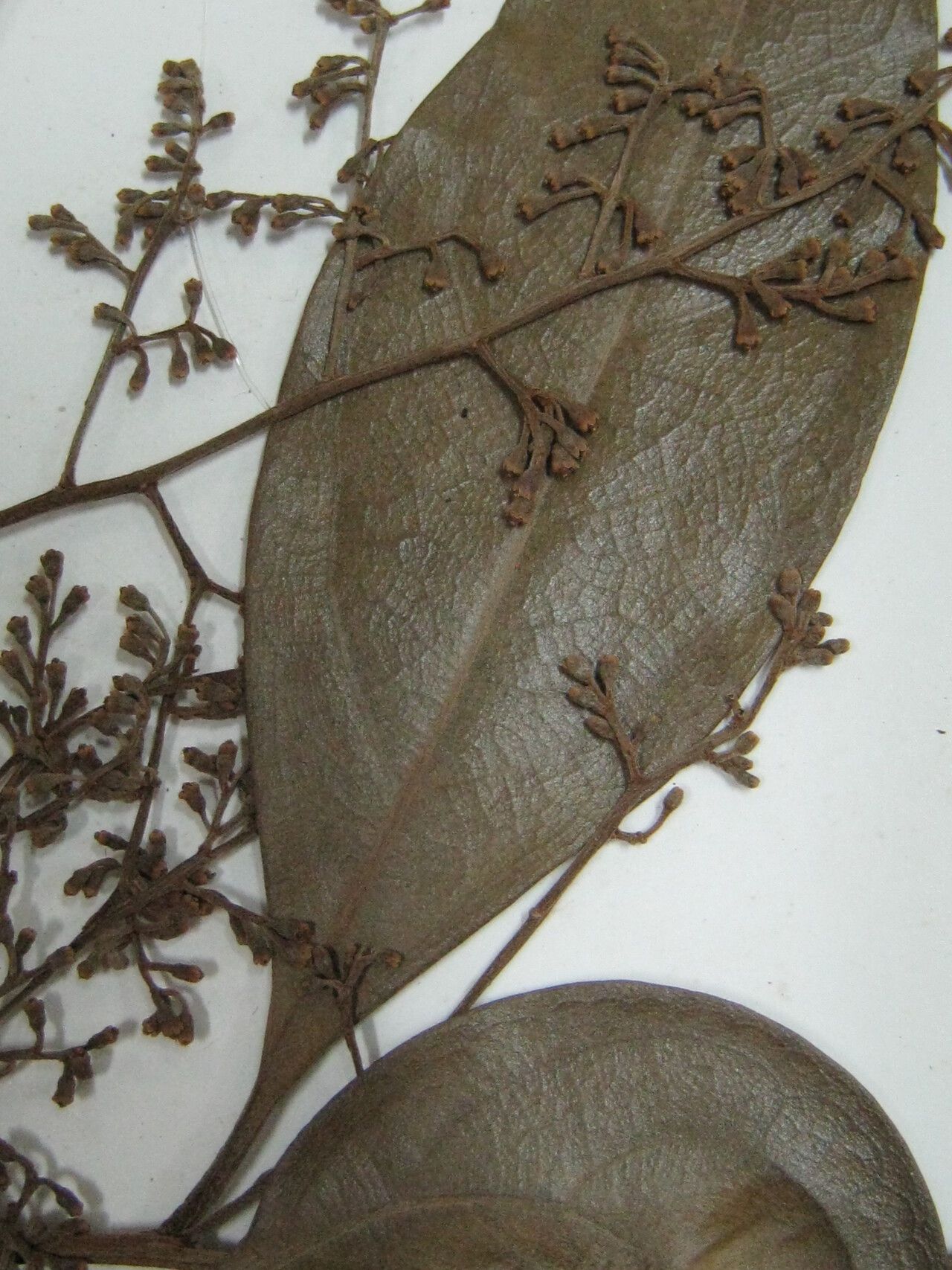 Licaria martiniana other