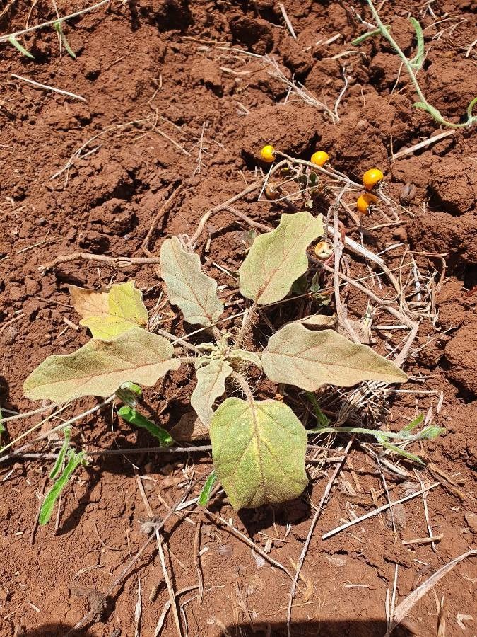 Solanum coagulans — houseplant care guide