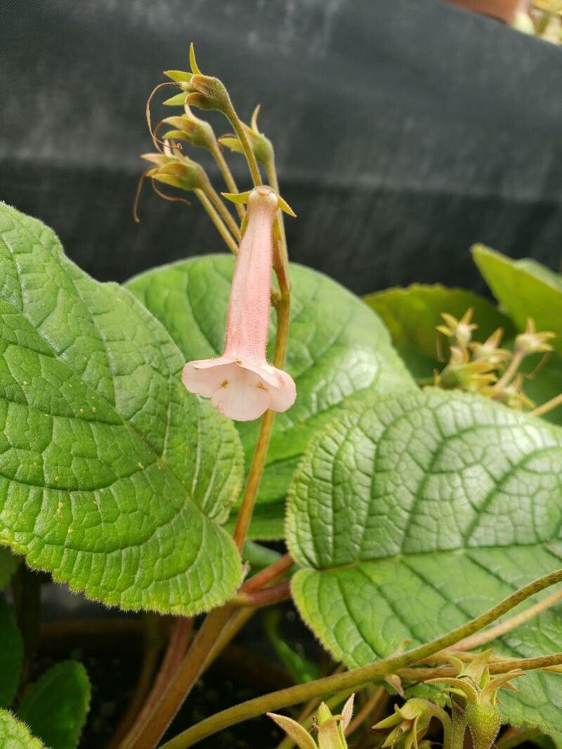 Sinningia eumorpha flower