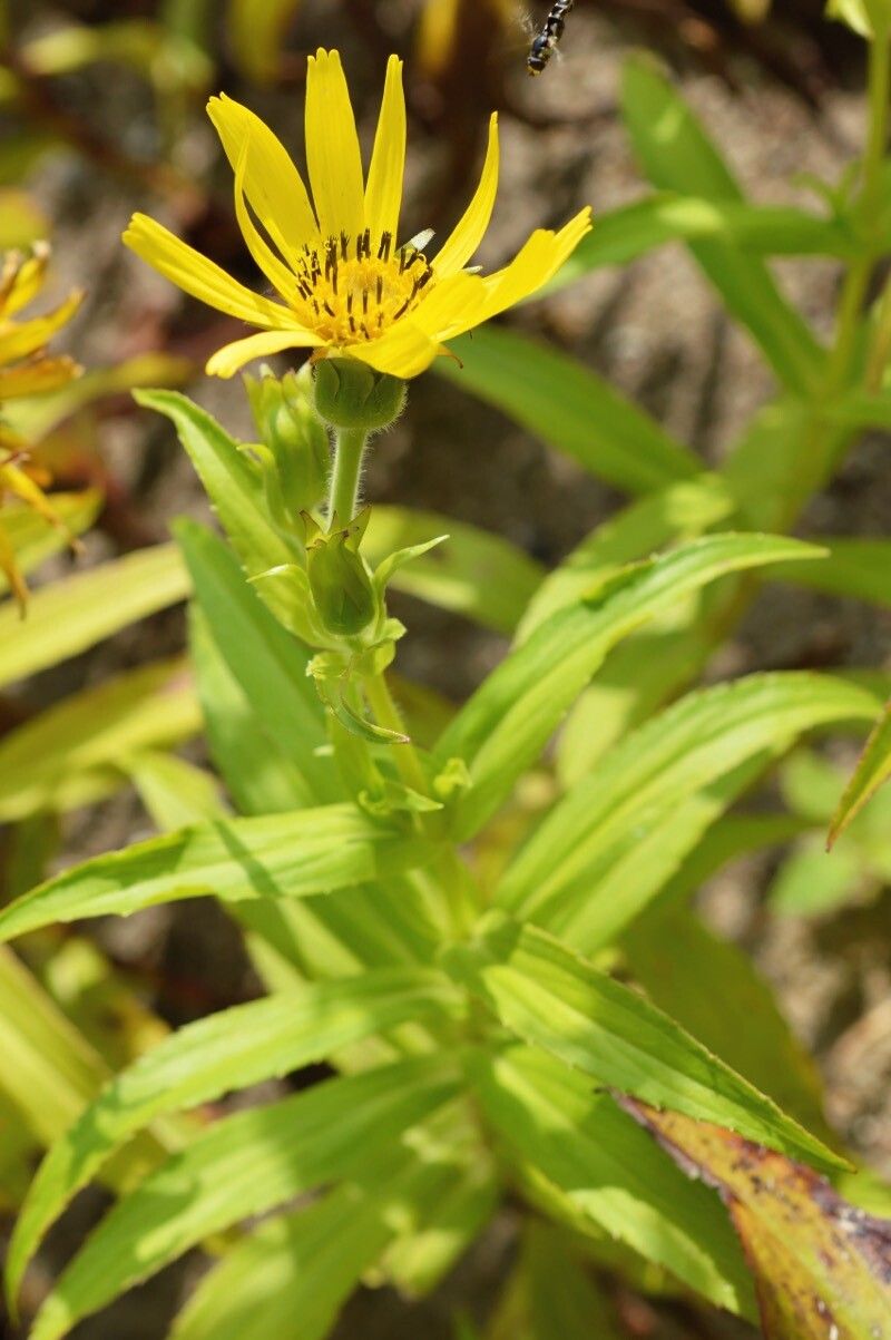 Arnica sachalinensis — search result for 'Arnica'