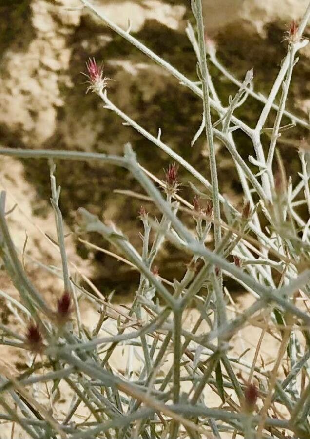 Centaurea virgata flower
