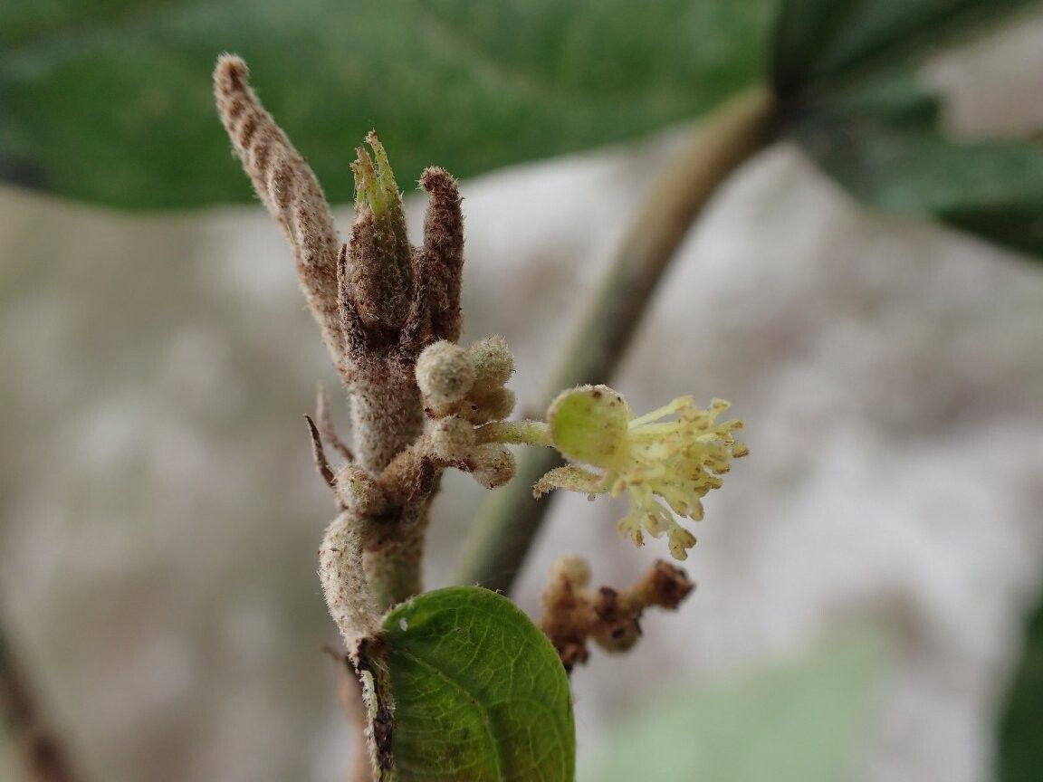 Mallotus subulatus — search result for 'Mallotus'