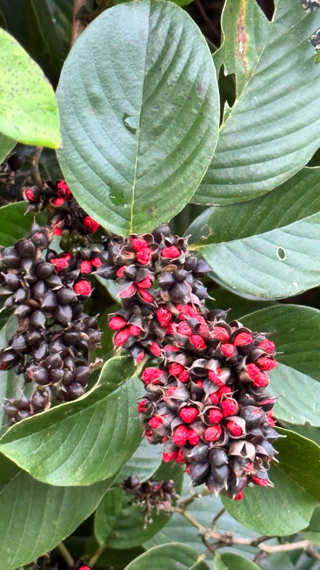 Tetracera willdenowiana fruit