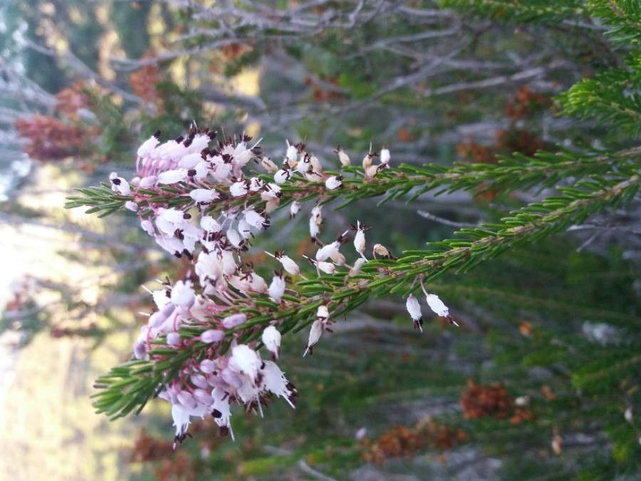 Erica multiflora flower