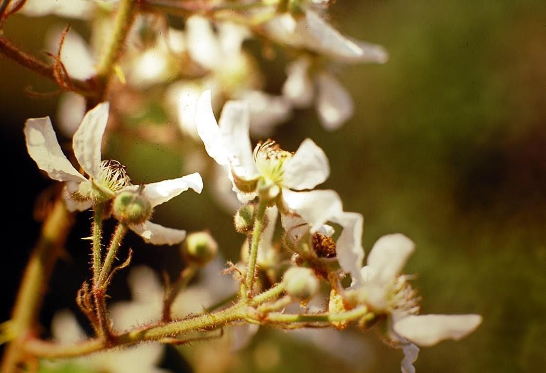Rubus incanescens flower