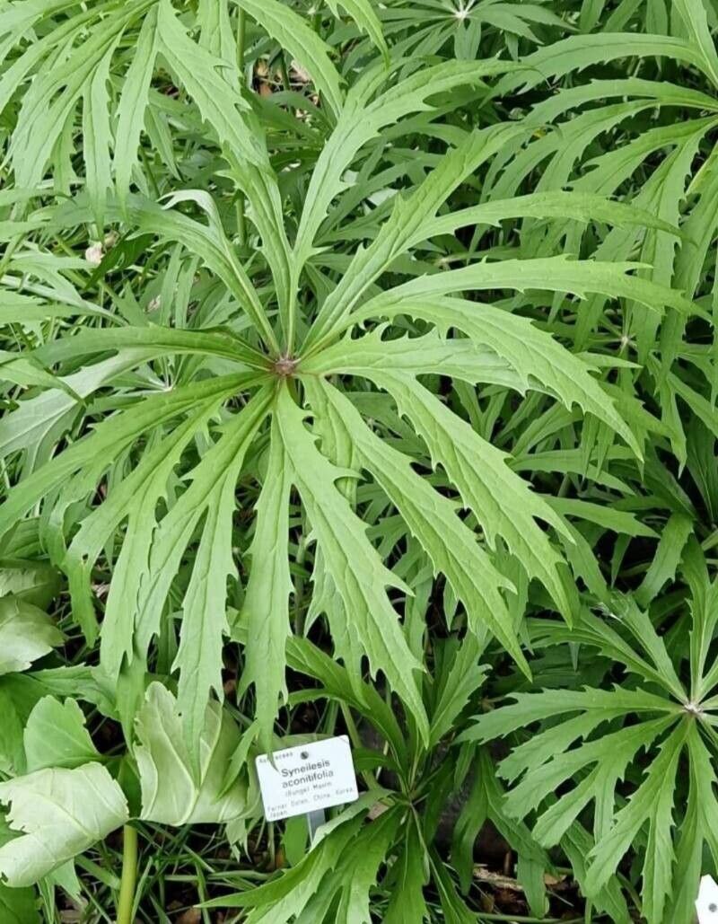 Syneilesis aconitifolia — related species from the same genus