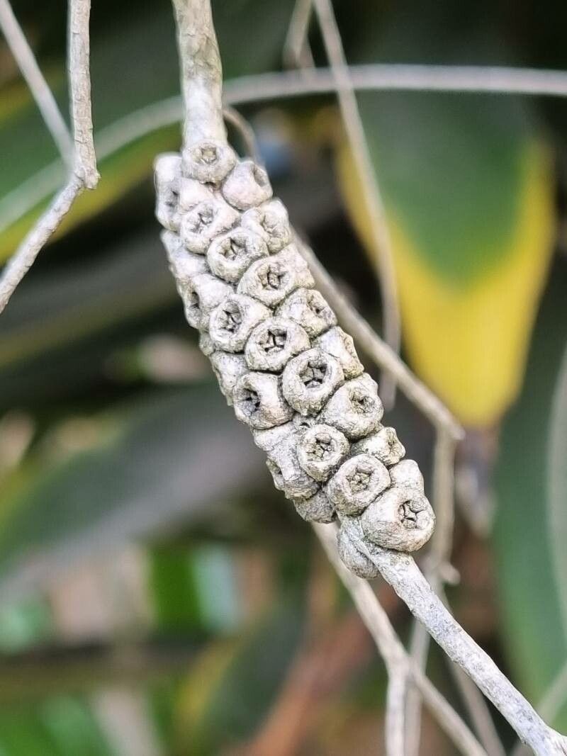 Melaleuca alternifolia fruit
