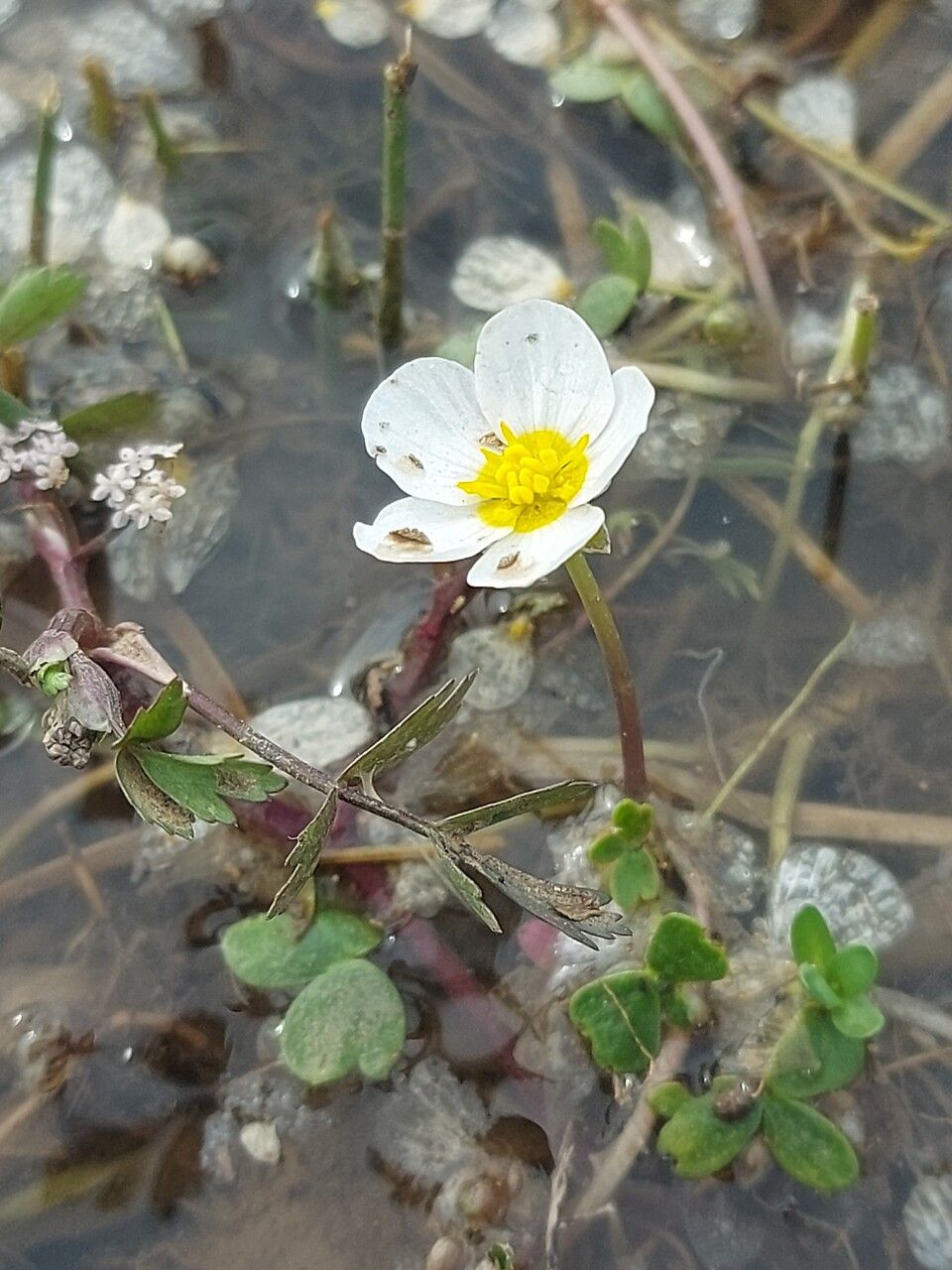 Ranunculus peltatus flower