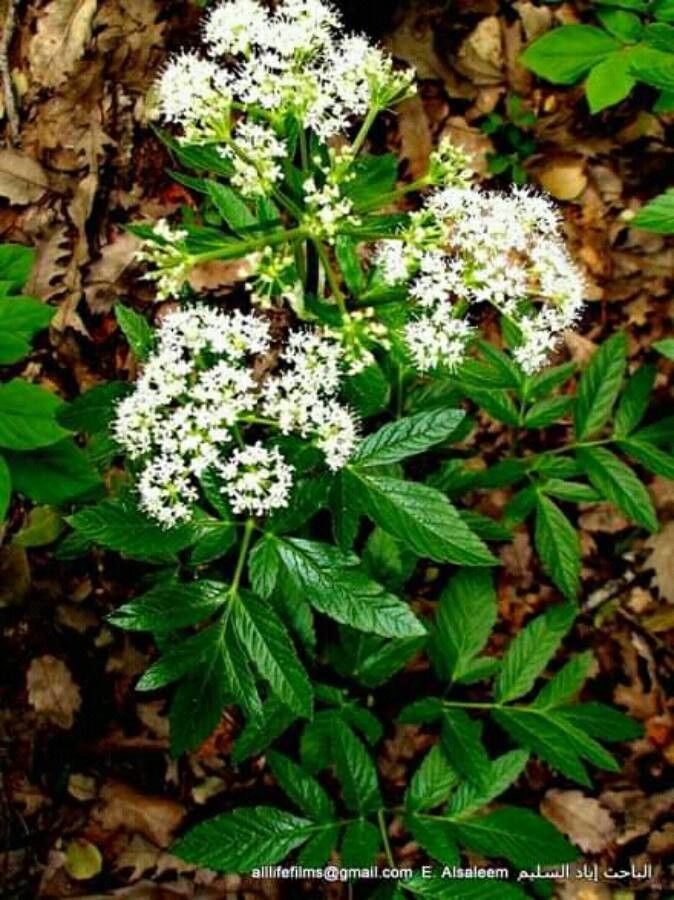 Peucedanum ostruthium leaf
