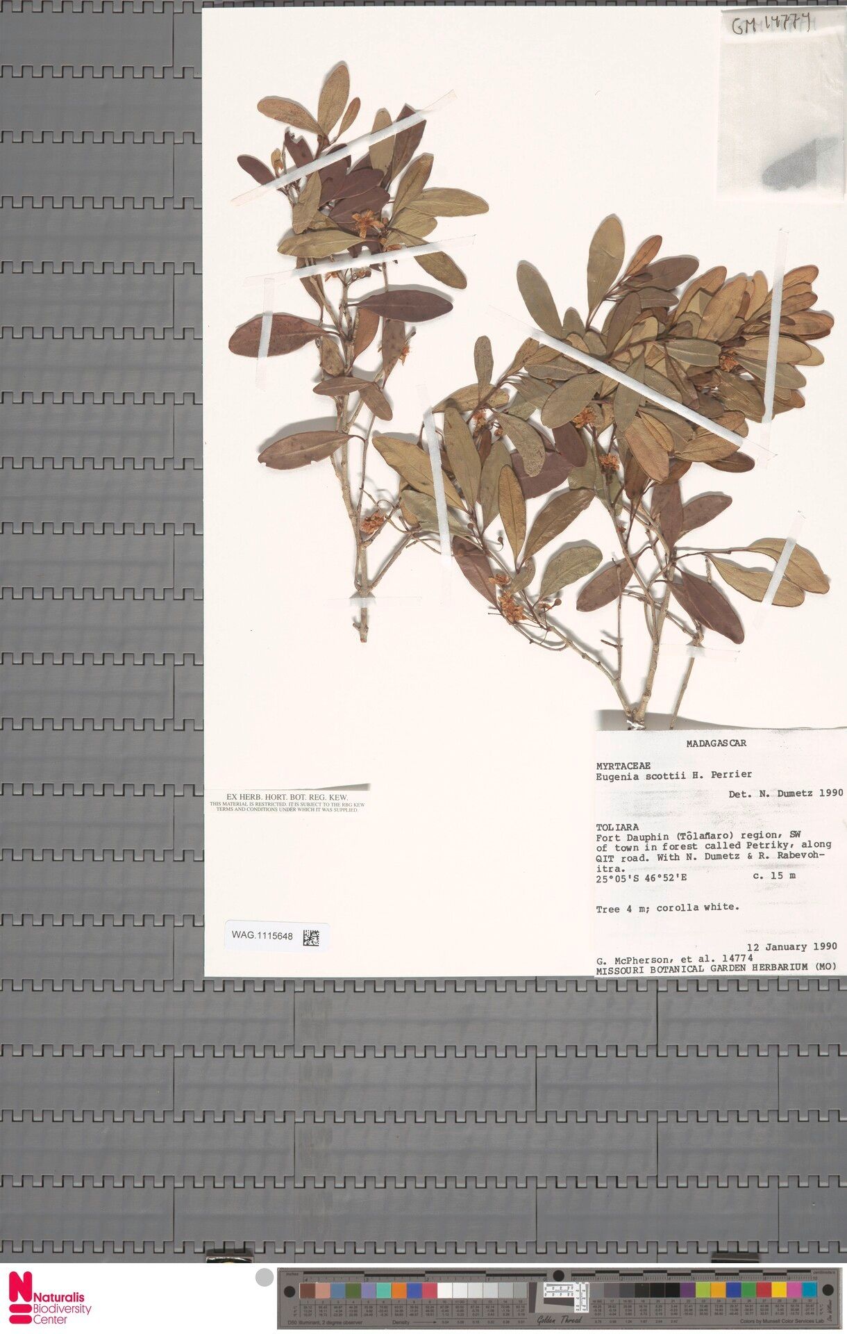 Eugenia scottii — houseplant care guide