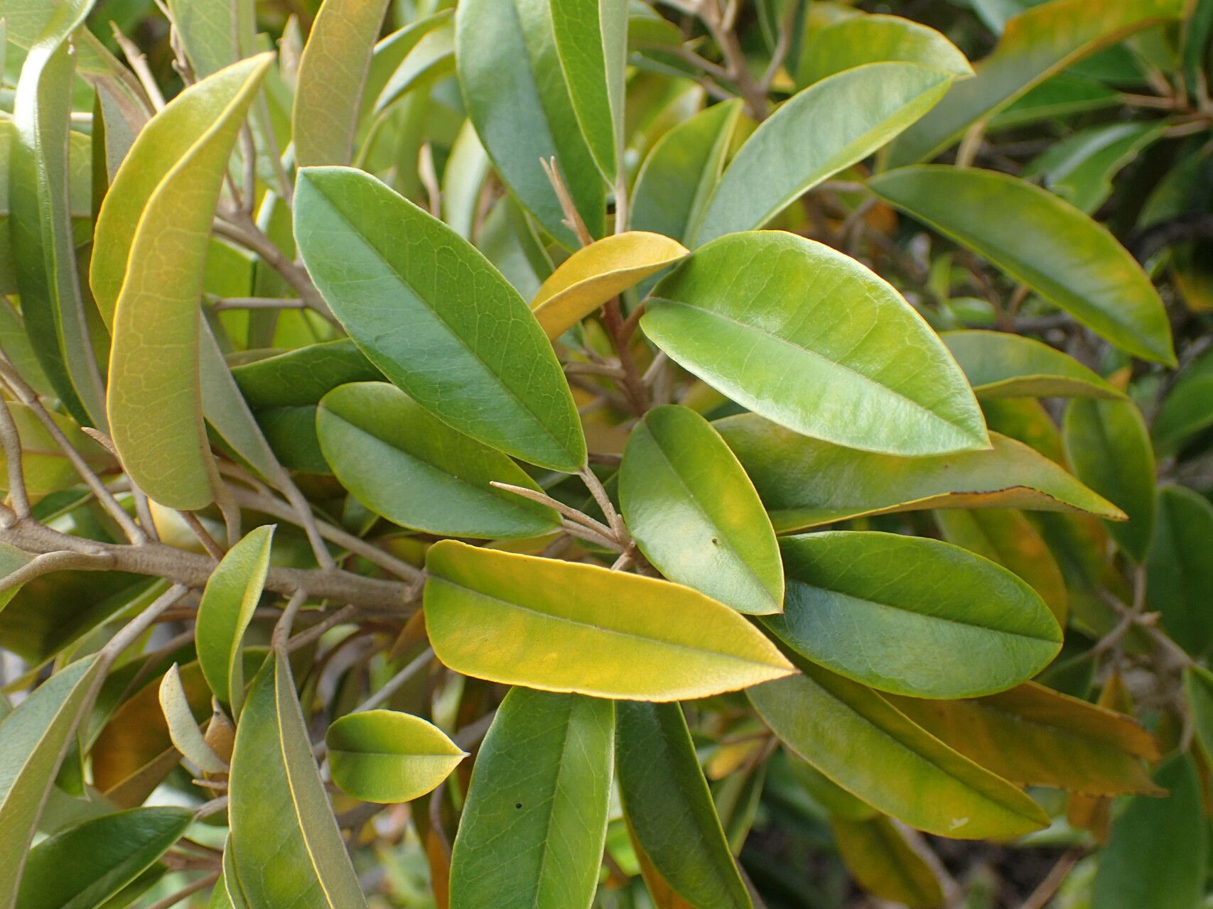 Morisonia cynophallophora — search result for 'Jamaica'