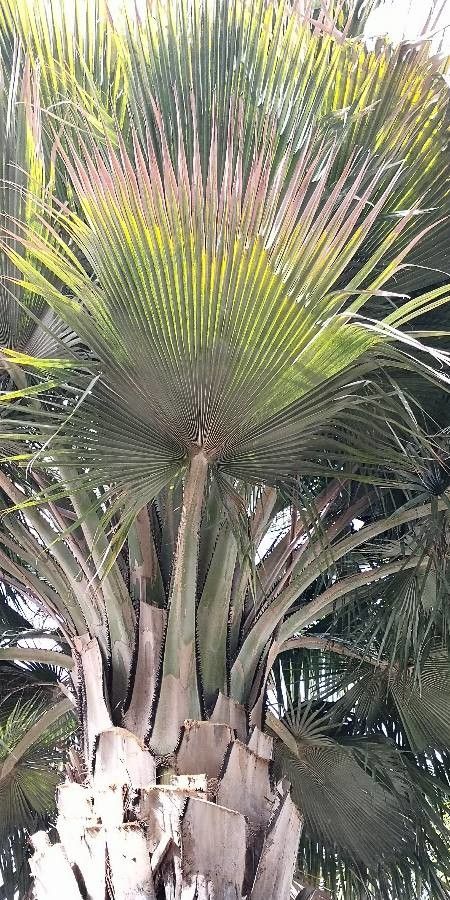 Copernicia baileyana — related species from the same genus