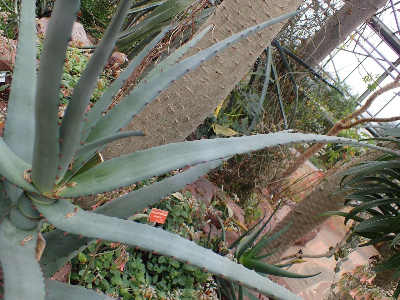 Aloe divaricata habit