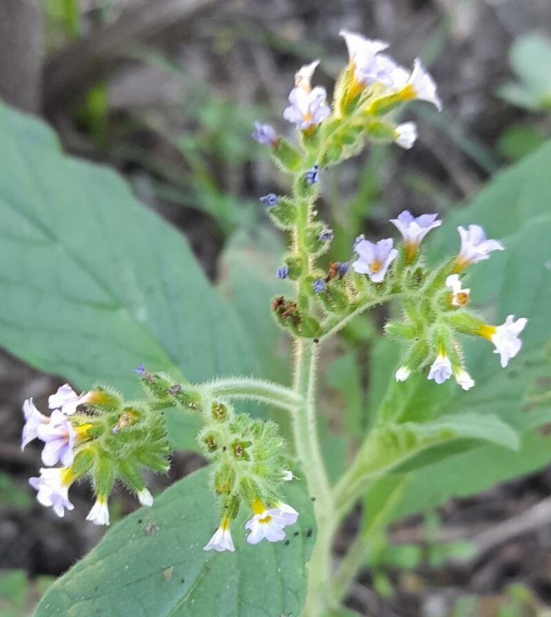 Heliotropium nicotianifolium flower