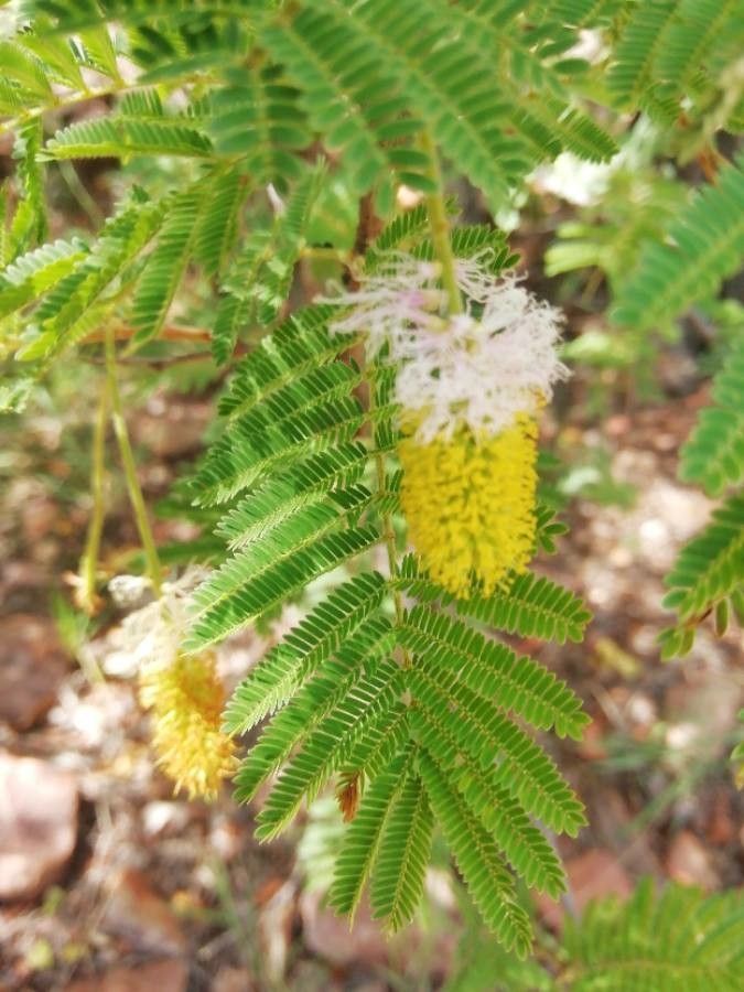 Dichrostachys cinerea flower
