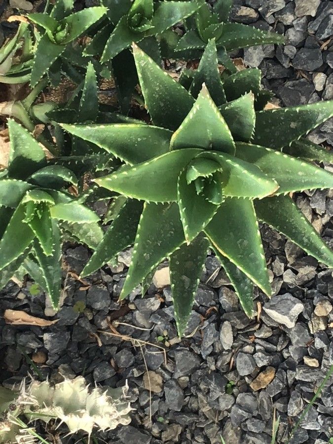 Aloe distans — search result for 'Namibia'