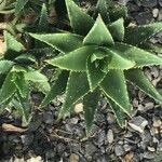 Aloe distans