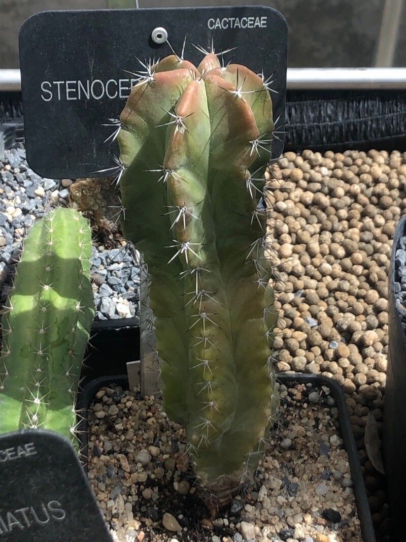 Stenocereus griseus — houseplant care guide