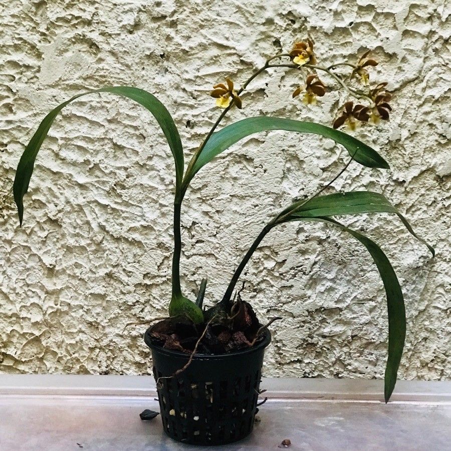 Prosthechea varicosa leaf