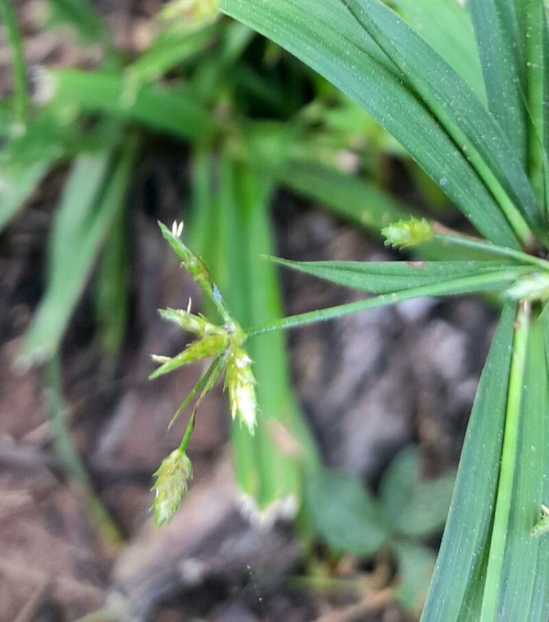 Cyperus chalaranthus — houseplant care guide
