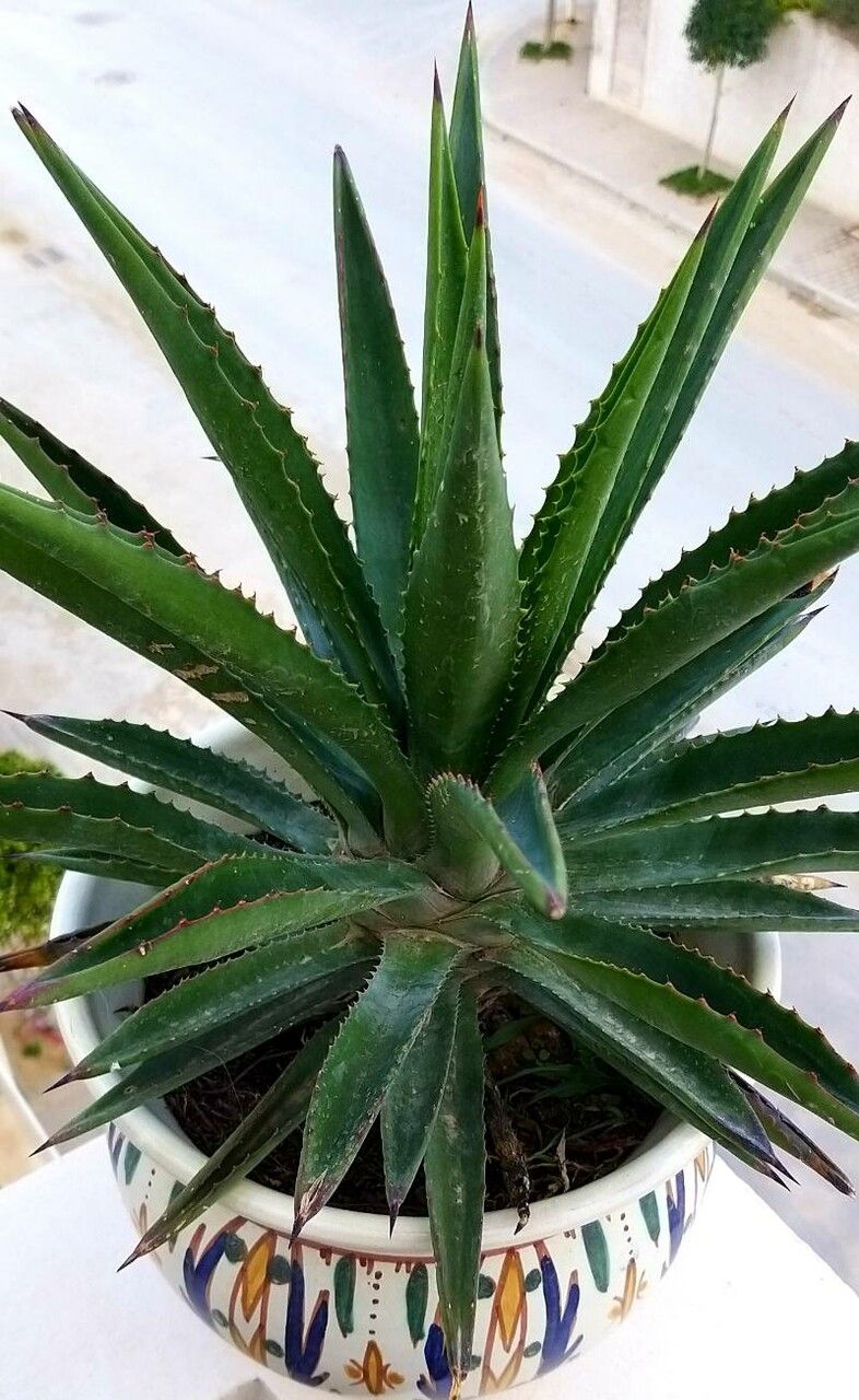 Agave decipiens — search result for 'Agave'