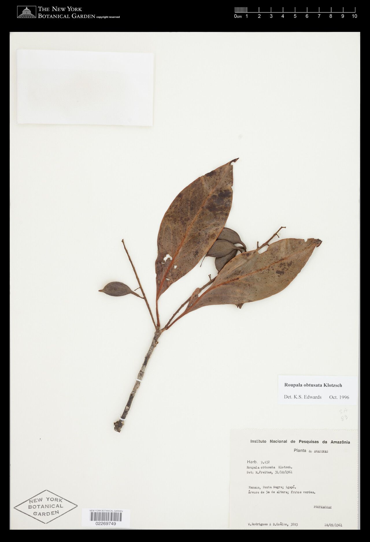 Roupala obtusata fruit