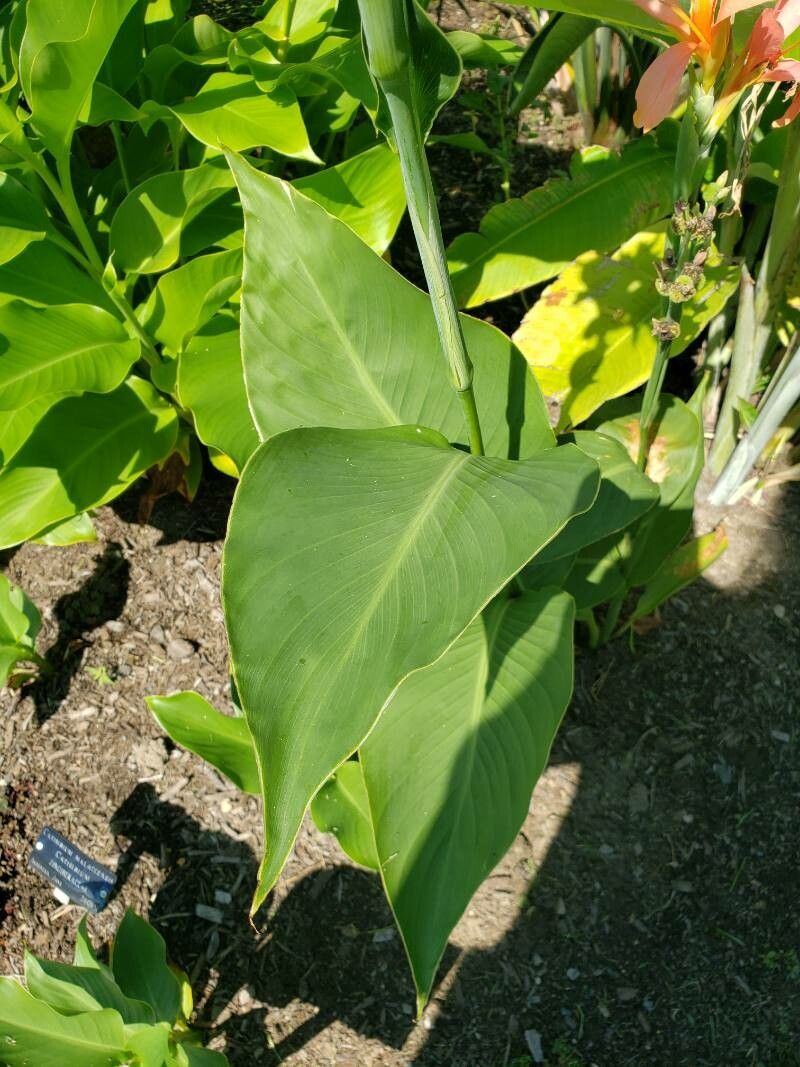 Canna × generalis — search result for 'Netherlands'