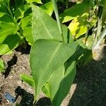 Canna × generalis
