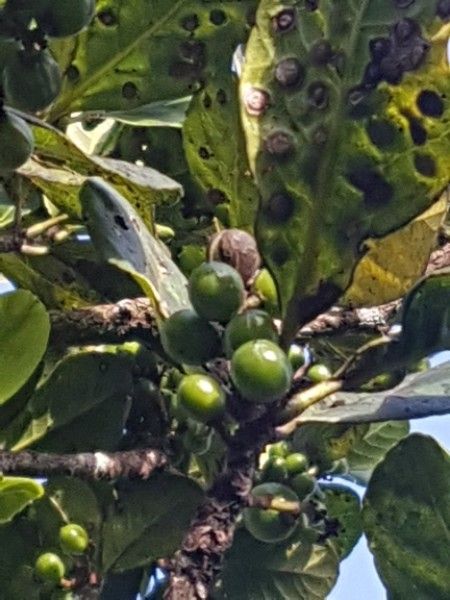 Richeria grandis fruit