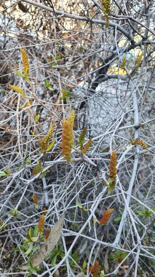 Rubia fruticosa fruit