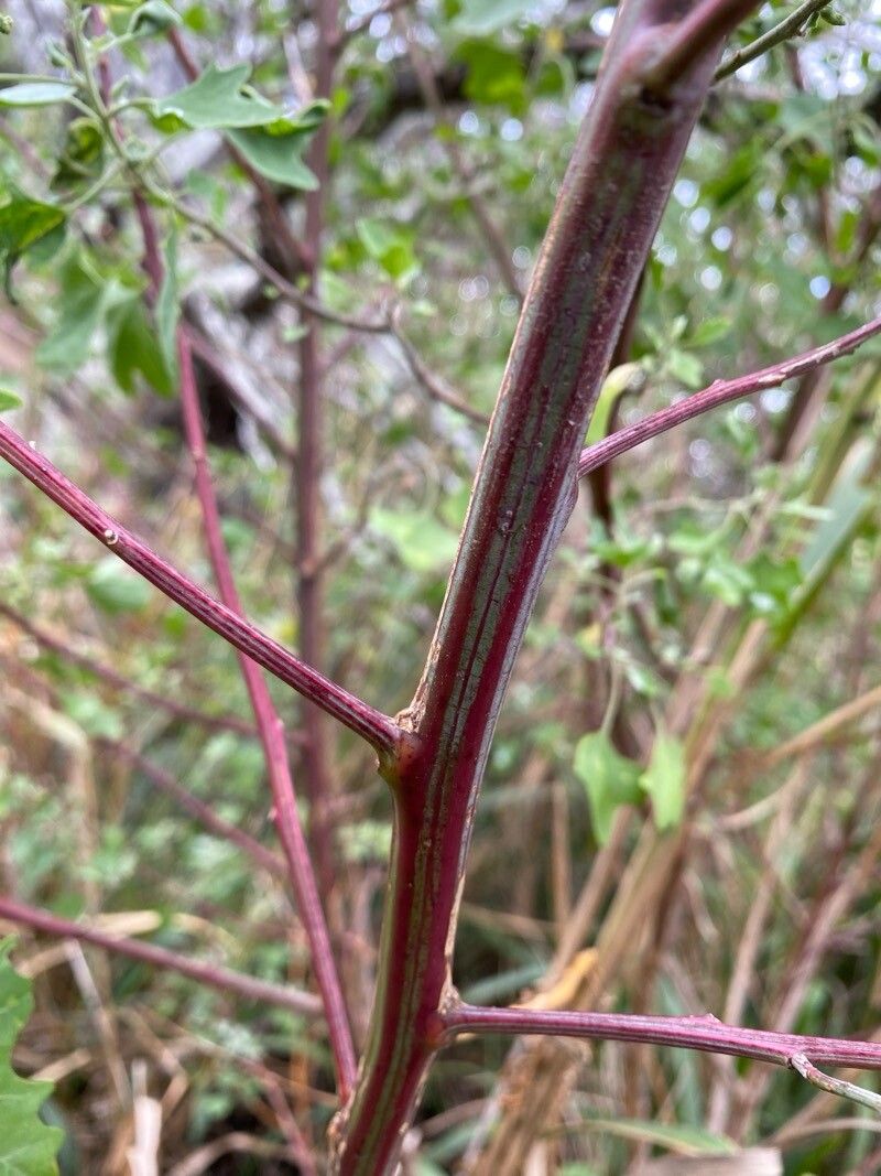 Chenopodium oahuense bark