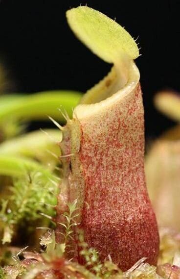 Nepenthes diatas — search result for 'Nepenthes'
