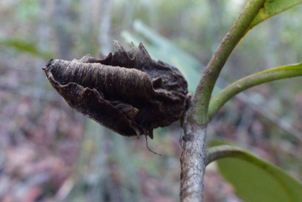 Pittosporum aliferum fruit