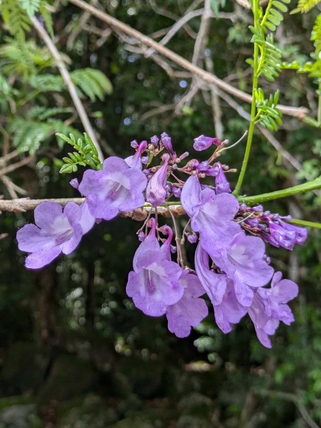 Jacaranda obtusifolia flower