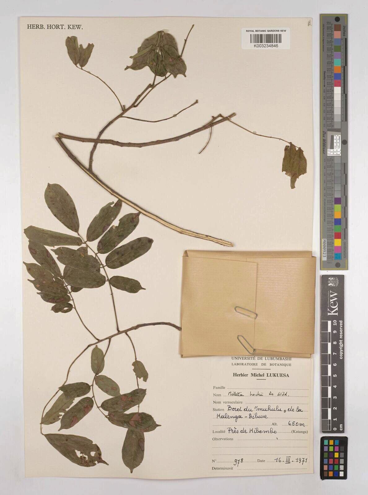 Millettia hockii — houseplant care guide