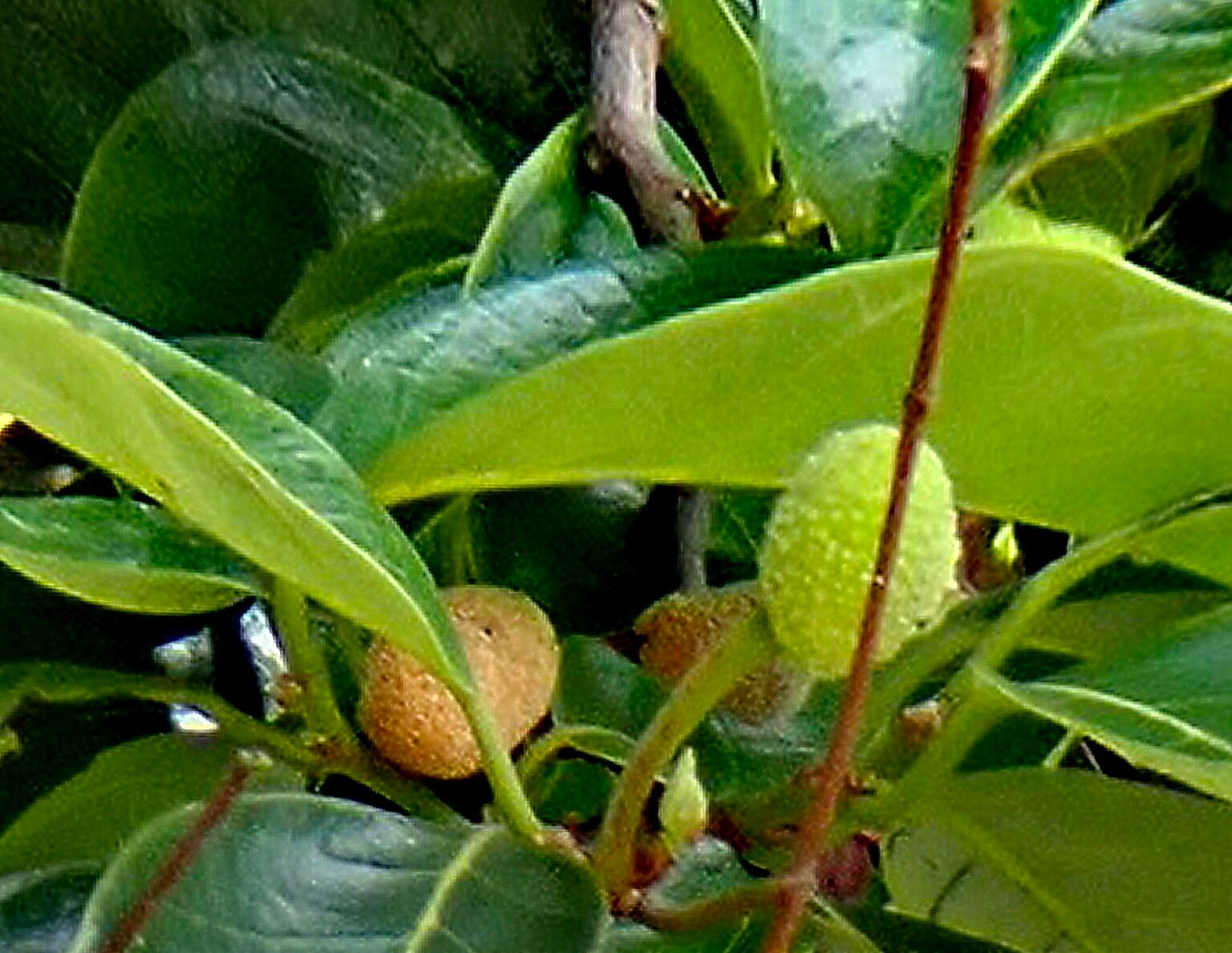 Artocarpus hypargyreus — search result for 'Artocarpus'