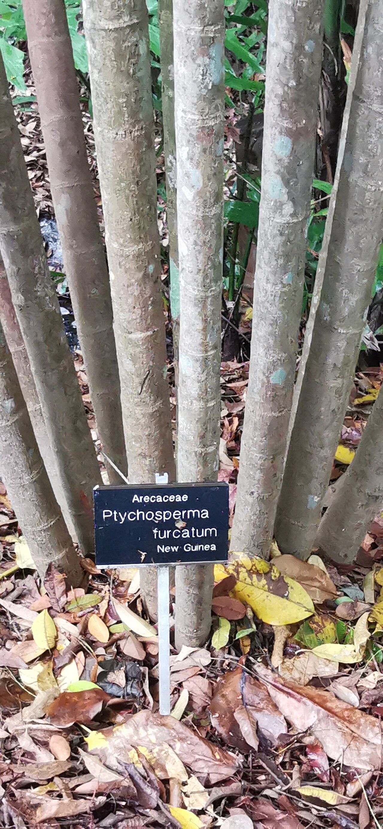 Ptychosperma furcatum — related species from the same genus