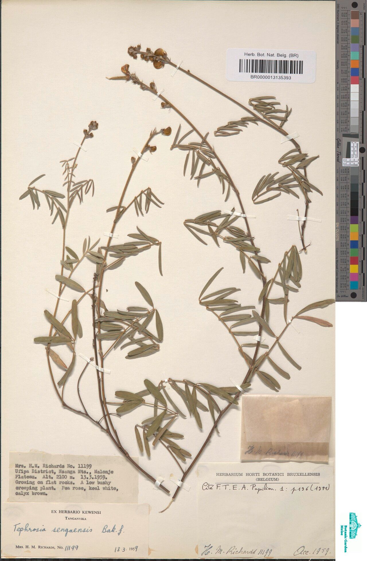 Tephrosia sengaensis — search result for 'Tephrosia'